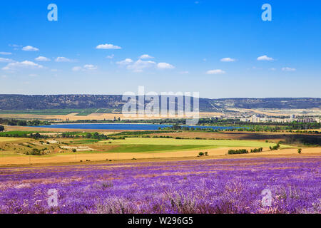 Champ de blé et champ de lavande en Crimée. Paysage d'été magnifique. Les cosmétiques naturels, l'aromathérapie, de l'agriculture. Banque D'Images