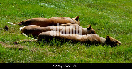 3 jeunes Lionesses appréciant le soleil couchés côte à côte sur un pré herbacé Banque D'Images