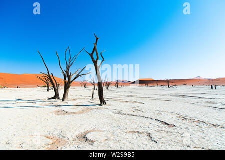 Camel thorn arbres dans l'argile de pan, à Deadvlei Soussusvlei, Namibie Banque D'Images