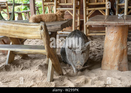 Big pig au gingembre cat en beach cafe sur l'île tropicale de Koh Phangan, Thaïlande. Close up Banque D'Images