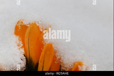 Crocus jaune ou Safran surgit à la surface de neige Banque D'Images