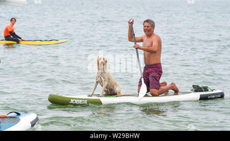 Brighton UK 7 Juillet 2019 - Plus de 30 chiens et leurs propriétaires tentent d'établir un record pour le plus de chiens au paddle board dans une période de 5 minutes au cours de cette années autour de la pagaie Pier beach festival à Brighton . La palette de la ronde annuelle Pier est désormais le plus grand festival de plage en Europe la collecte de fonds pour divers organismes de bienfaisance, y compris Surfers Against Sewage . Crédit photo : Simon Dack / Alamy Live News Banque D'Images