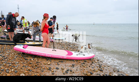 Brighton UK 7 Juillet 2019 - Plus de 30 chiens et leurs propriétaires tentent d'établir un record pour le plus de chiens au paddle board dans une période de 5 minutes au cours de cette années autour de la pagaie Pier beach festival à Brighton . La palette de la ronde annuelle Pier est désormais le plus grand festival de plage en Europe la collecte de fonds pour divers organismes de bienfaisance, y compris Surfers Against Sewage . Crédit photo : Simon Dack / Alamy Live News Banque D'Images