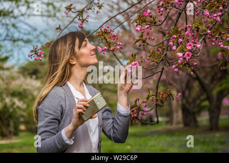 Photographie femme fleur de cerisier rose sur un arbre. Banque D'Images