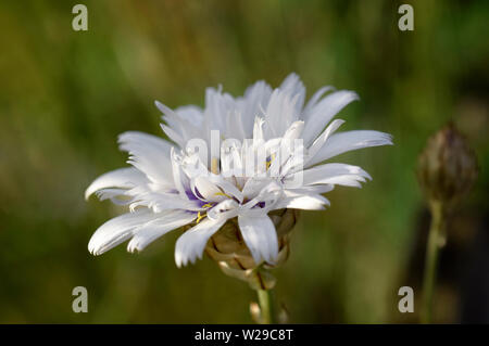 Catananche caerulea Alba, Cupid's dart Banque D'Images