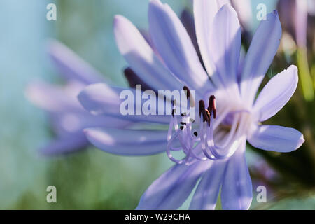 De la macro lily -bleu Agapanthus praecox- sur une journée ensoleillée Banque D'Images