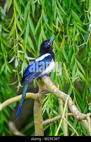 West Sussex, UK. À part entière (nouvellement Magpie Pica pica) à la direction générale jusqu'assis sur l'arbre de saule pleureur (Salix babylonica) au début de l'été. Banque D'Images