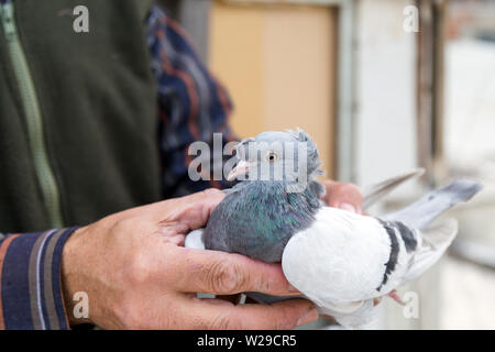 Bébé pigeon dans la main de l'éleveur Banque D'Images