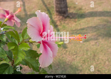 Un gros plan de rose rose chinois dans le jardin Banque D'Images