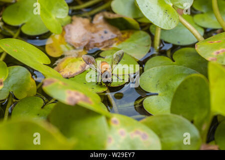 L'eau potable de l'abeille dans l'été avec l'hydrocharide grenouillette contexte commun Banque D'Images