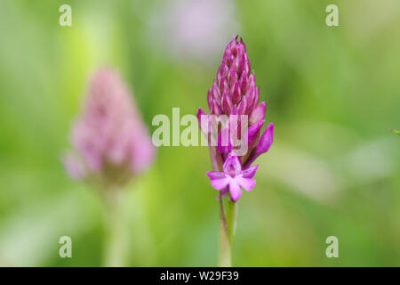 Anacamptis pyramidalis orchidée pyramidale (B-3742) floraison sur colline dans West Sussex (UK) Banque D'Images