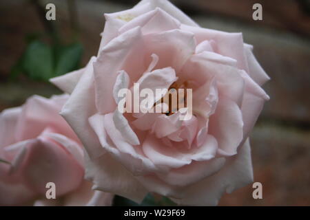 Roses de Mottisfont Abbey jardin clos. Banque D'Images