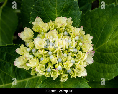 Hortensias verts fleurissent dans une forêt japonaise et d'un espace vert. Banque D'Images