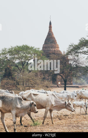 Troupeau de bétail marche sur le terrain sec avec temples et pagodes de Bagan antiques sur le contexte, le Myanmar. Banque D'Images