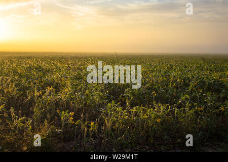 Champ de blé le lever du soleil. Champ de blé jaune doré avec sunrise horizon. Banque D'Images