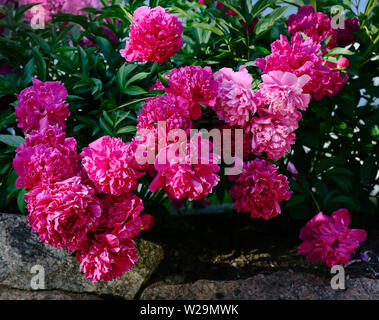 Belles fleurs de pivoines sur un lit Banque D'Images