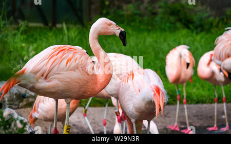 Barboteuse d'oiseaux, flamants du Chili dans un zoo, Royaume-Uni Banque D'Images