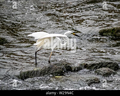 D'une grande aigrette, ,rdea alba modesta, bondit hors de la rivière Sakai à Yokohama en plumage nuptial. Banque D'Images