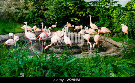 Barboteuse d'oiseaux, flamants du Chili dans l'étang, Royaume-Uni Banque D'Images