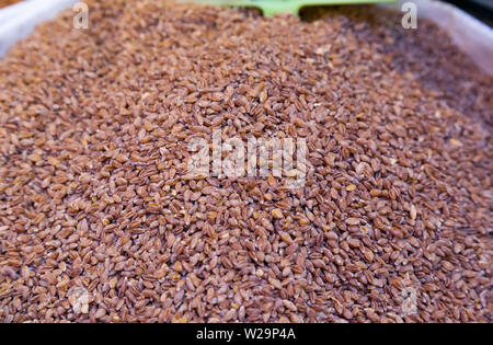 Petit épeautre, blé, Triticum monococcum Siyez bulgur (connu sous le nom de blé bulgur Siyez en Turquie) Banque D'Images