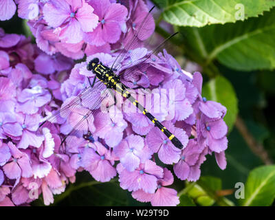 Une variante japonaise de la libellule gomphe, Ictinogomphus pertinax, repose sur purple hortensias dans un jardin japonais, à côté d'une rivière. Banque D'Images