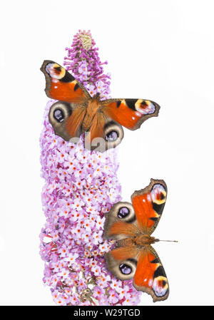 Deux papillons paon élevés en captivité, Aglais io, qui ont récemment émergé de leur chrysalises reposant sur Buddleia davidii, Budleja, avant d'être Banque D'Images