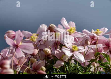 Clematis Rubens offene Blüte Knospen Lila rosa violett mit gelbem Zentrum Banque D'Images
