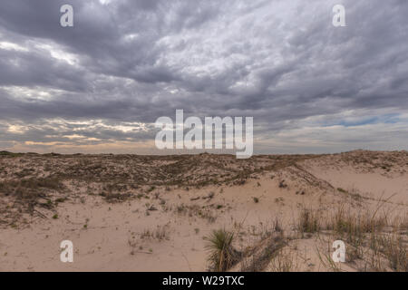 Monahans Sandhills State Park à Monahans, Texas, États-Unis Banque D'Images