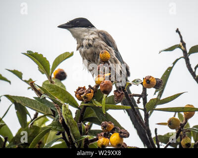 Une azure-winged magpie, Cyanopica cyanus, picks vieux d'un arbre à proximité d'un complexe d'appartements japonais. Banque D'Images