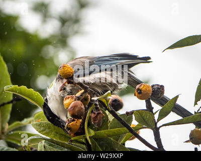 Une azure-winged magpie, Cyanopica cyanus, picks vieux d'un arbre à proximité d'un complexe d'appartements japonais. Banque D'Images