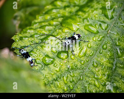 Un longicorne paraglenea fortunei repose sur un large leaf au Japon un jour de pluie. Banque D'Images