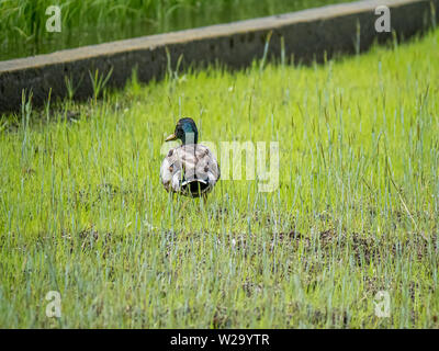 L'est un spot-billed duck Anas, zonorhyncha, debout dans un champ de riz japonais dans la région de Kanagawa, Japon. Banque D'Images