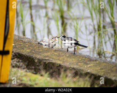 Un montacilla Bergeronnette grise, alba, alimente un petit grub pour un jeune bergeronnette à côté d'un paddy de riz japonais. Banque D'Images