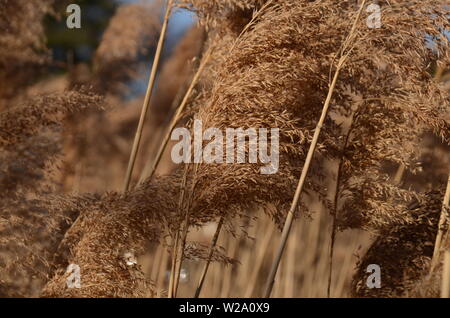 L'herbe des Pampas assez sauvages cultivées les plantes endurer un jour de vent dans le jardin de l'état. Banque D'Images