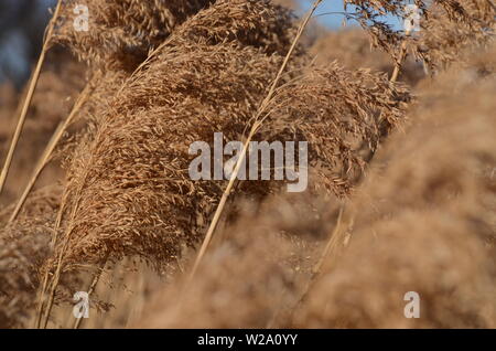 L'herbe des Pampas assez sauvages cultivées les plantes endurer un jour de vent dans le jardin de l'état. Banque D'Images