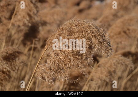 L'herbe des Pampas assez sauvages cultivées les plantes endurer un jour de vent dans le jardin de l'état. Banque D'Images