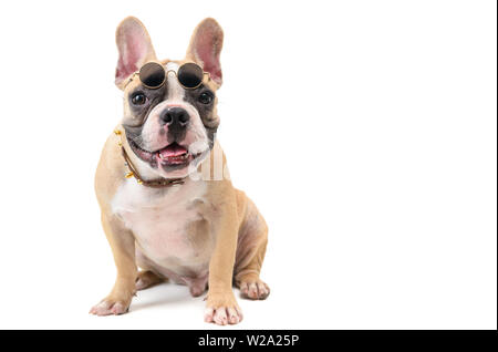 Mignon bouledogue français portent des lunettes et un coin isolé sur fond blanc, animal et animal concept Banque D'Images