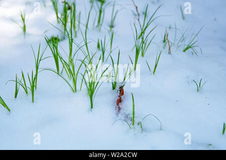 L'herbe juteuse vert fait son chemin à travers un tapis de neige en une journée ensoleillée d'hiver Banque D'Images