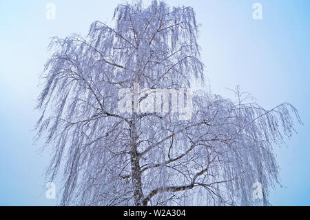 Birch avec de longues branches couvertes de neige contre un ciel bleu sur une journée ensoleillée d'hiver Banque D'Images