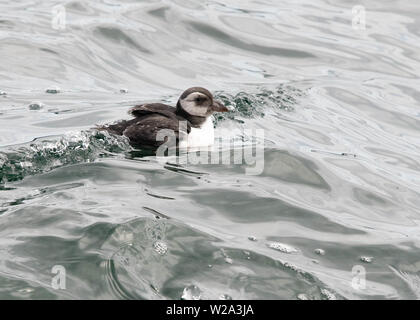 Île de May, Anstruther, Fife, Royaume-Uni. 7 juillet 2019 : les macareux, ou bébés macareux, ne sont pas souvent vus car ils passent leurs 40 premiers jours ou plus sous terre dans des terriers, puis partent pour la mer sous couvert de l'obscurité. Cette bouffée a perdu son chemin vers la mer sur l'île de May la nuit dernière, mais a eu la chance d'être trouvée aujourd'hui par des visiteurs et des gardiens et relâchée en mer loin de l'île (et des goélands) avant qu'elle ne soit antérieure. Crédit : Kay Roxby/Alamy Live News Banque D'Images