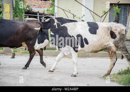 Vaches dans la rue d'un village, les voitures et maisons en arrière-plan, petit village de la Bulgarie Banque D'Images