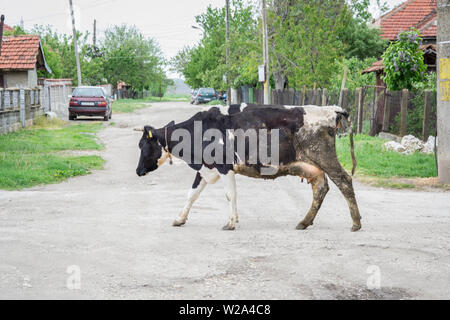 Vaches dans la rue d'un village, les voitures et maisons en arrière-plan, petit village de la Bulgarie Banque D'Images