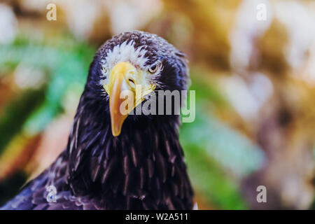 Beau gros plan d'un l'Aigle de mer de Steller. Nom scientifique : Haliaeetus pelagicus. Banque D'Images