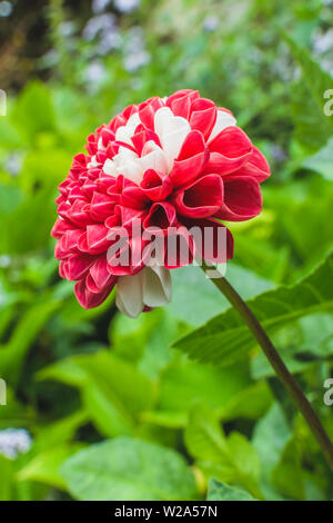 Mexique fleur nationale en rouge et blanc. Dahlia dans nature background Banque D'Images
