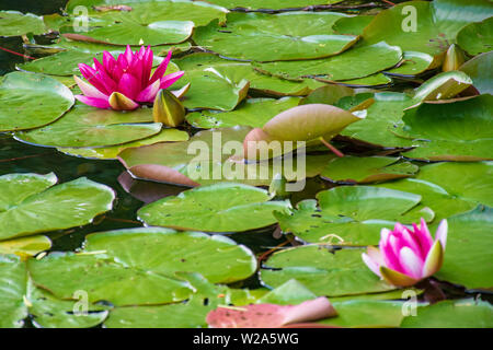 Belle fleur de lotus, Nymphaea alba rose ou de l'eau lily parmi les feuilles vertes avec le pollen jaune Banque D'Images