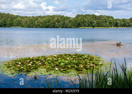 Beaux lacs et de la nature avec la forêt, roseaux et plantes de l'eau avec des nénuphars blancs Banque D'Images