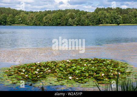 Beaux lacs et de la nature avec la forêt, roseaux et plantes de l'eau avec des nénuphars blancs Banque D'Images