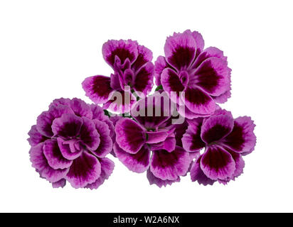 Vue de dessus 5 blooming Rose Dianthus 'frais' baisers fleurs, isolé sur fond blanc. Banque D'Images