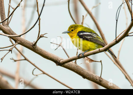 Common Iora mignon percher sur la perche à distance dans un Banque D'Images