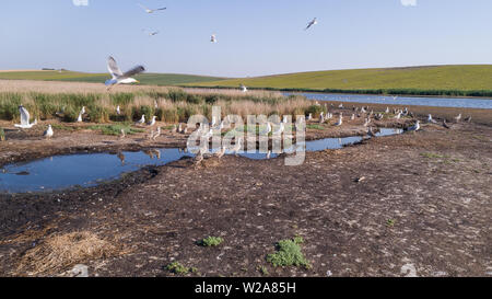 Colonie de mouettes dans le Delta du Danube, Roumanie Banque D'Images